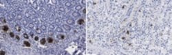 Myosin 7 (MYH7) Rat anti-Mouse, Clone: 4B51E8, MilliporeSigma:Antibodies:Primary